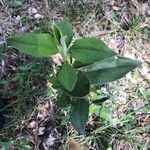 Cistus laurifolius برگ