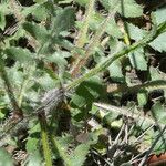 Mantisalca salmantica Hoja
