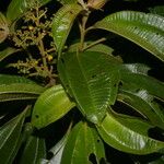 Miconia theizans Flor