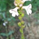 Verbena officinalisBlüte