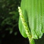 Paspalum decumbens Leaf