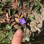 Vinca minorKukka