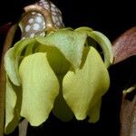Sarracenia minor Цвят