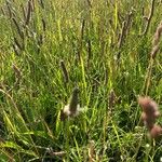 Plantago argenteaFlors