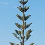 Araucaria heterophyllaपत्ता