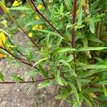 Oenothera elata Foglia