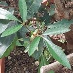 Cunonia capensis Hoja