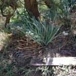 Pancratium maritimumFruit