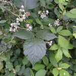 Rubus questieri Flower