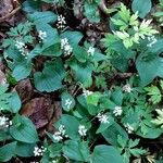 Maianthemum bifolium Облик