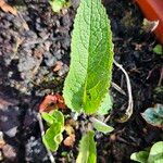 Verbascum nigrum Leaf