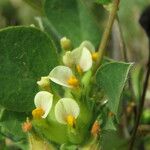 Tripodion tetraphyllum Blüte