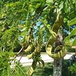 Gleditsia triacanthosFruto