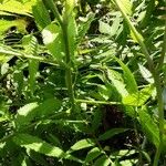 Sorbaria sorbifolia Лист