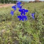 Delphinium grandiflorumBlomma