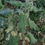 Urtica pilulifera Blad