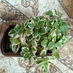 Plectranthus madagascariensis 叶