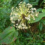 Clerodendrum capitatum Habitus