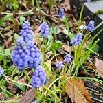 Muscari armeniacum Plante entière