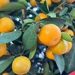 Citrus japonica 果實