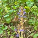 Orobanche cernuaBlodyn