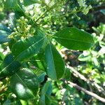 Zanthoxylum asiaticum पत्ता