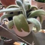 Kalanchoe tomentosaপাতা