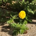 Cotula lineariloba Habit