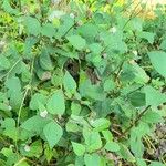 Melanthera nivea Vatany