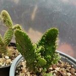 Opuntia monacantha 葉