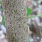 Garrya elliptica Bark