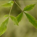 Fraxinus angustifolia Φύλλο