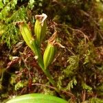 Bulbophyllum cylindrocarpum Vrucht
