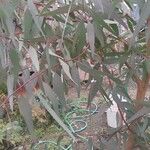 Eucalyptus camaldulensis पत्ता