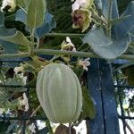 Araujia sericifera Frukt