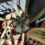 Cereus aethiops Leaf