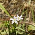 Centaurium tenuiflorum Λουλούδι