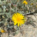 Calendula suffruticosa Fula
