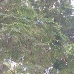 Anadenanthera colubrina ഫലം