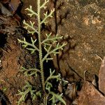 Selaginella neocaledonica অভ্যাস