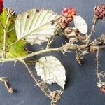 Rubus bracteatus 葉