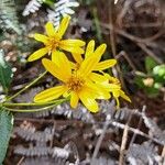 Bidens reptans Λουλούδι