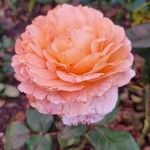 Rosa lucieaeΛουλούδι