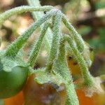 Solanum villosum फल