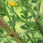 Cytisus scoparius Blatt