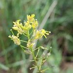 Sisymbrium loeselii Blüte