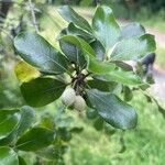 Pittosporum tenuifolium Fruit