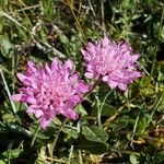 Knautia collina Flower