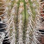 Weberbauerocereus weberbaueri 葉
