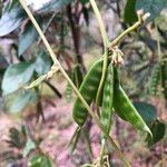 Macrotyloma axillare Fruit